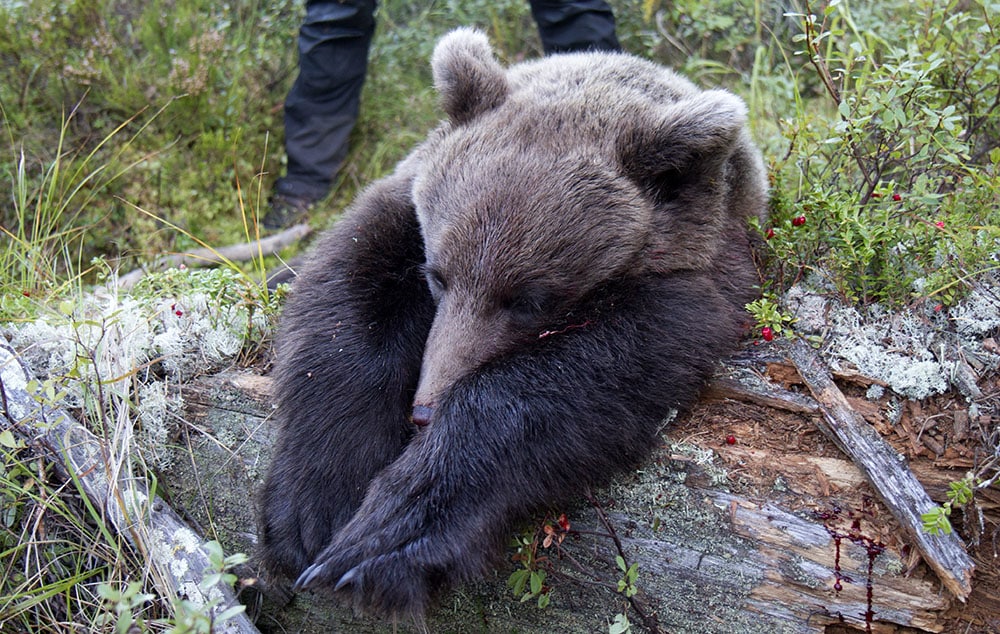 29 hanar och 23 honor fälldes under björnjakten i Dalarna. Foto: Olle Olsson