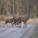 Länsstyrelsen har beviljat skyddsjakt på kronvilt i Gnosjö kommun i år också. Foto: Magnus Rydholm