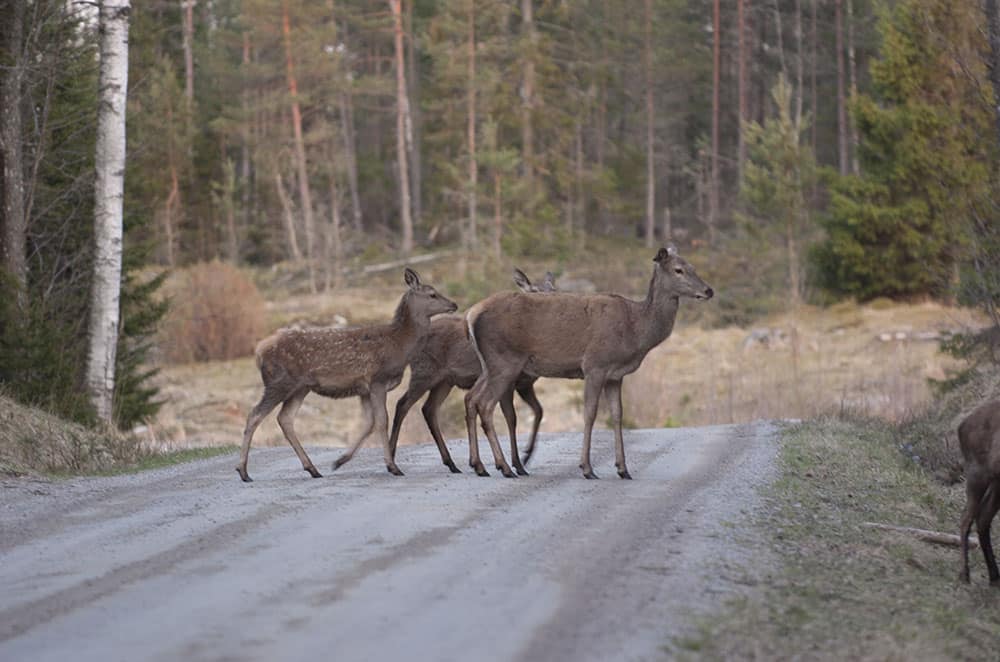 Länsstyrelsen har beviljat skyddsjakt på kronvilt i Gnosjö kommun i år också. Foto: Magnus Rydholm