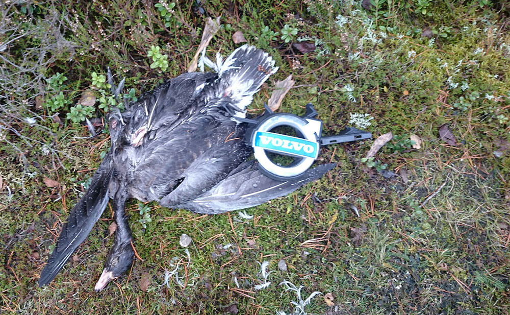 Tragiskt slut för gåsen och bilägaren undrade nog var emblemet tagit vägen när han upptäckte att det saknades. Foto: Jan Henricson