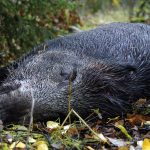 Finland inleder nu ett projekt för att i praktiken skjuta bort nästan alla vildsvin i landet. Foto: Olle Olsson