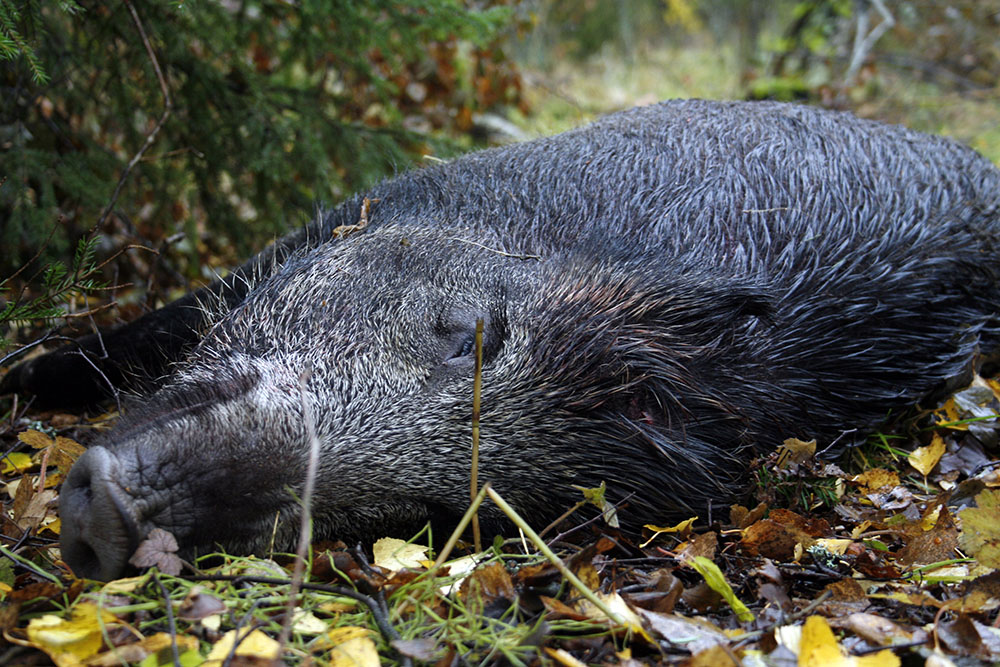 Finland inleder nu ett projekt för att i praktiken skjuta bort nästan alla vildsvin i landet. Foto: Olle Olsson