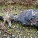 Tjuren med den kraftiga infektionen avlivades nyligen i närheten av Nyköping. Antalet älgtjurar med sådana symptom har ökat kraftigt i höst. Foto: Torleif Nilsson