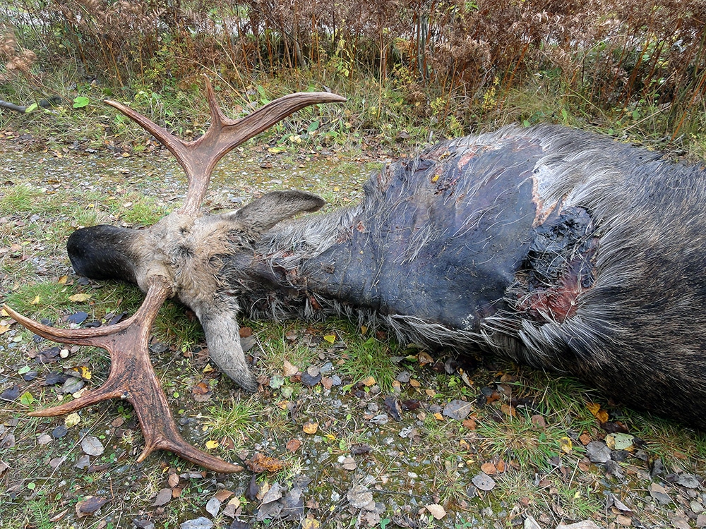 Tjuren med den kraftiga infektionen avlivades nyligen i närheten av Nyköping. Antalet älgtjurar med sådana symptom har ökat kraftigt i höst. Foto: Torleif Nilsson