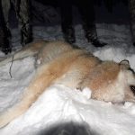 I dag kom beslutet från Naturvårdsverket. Det blir vargjakt i vinter i Dalarna, Värmland och Örebro län. Foto: Olle Olsson