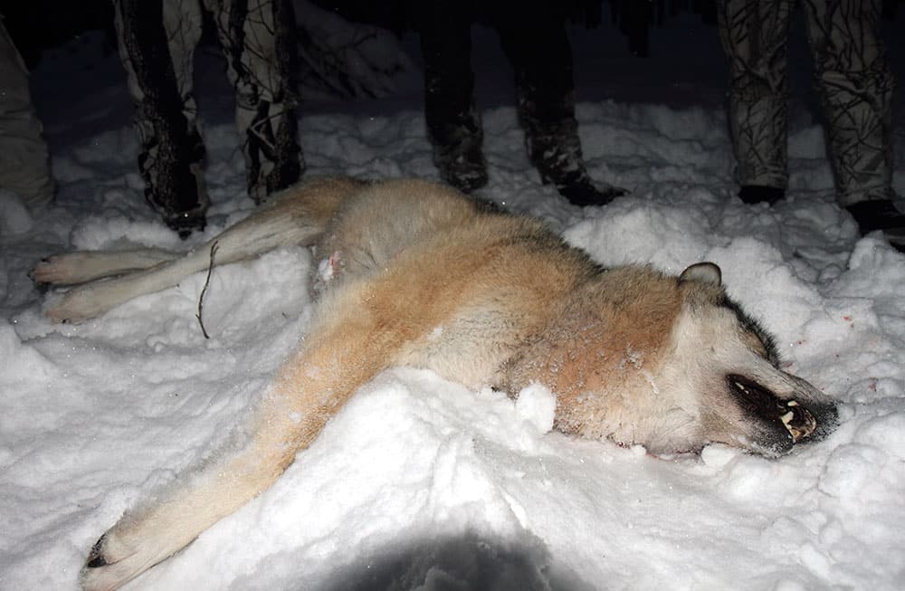 I dag kom beslutet från Naturvårdsverket. Det blir vargjakt i vinter i Dalarna, Värmland och Örebro län. Foto: Olle Olsson