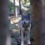 Sveriges televisions populära samhällsprogram Veckans brott tar på tisdagkvällen upp den illegala jakten på varg och svårigheterna att komma till rätta med sådan brottslighet. Foto: Olle Olsson
