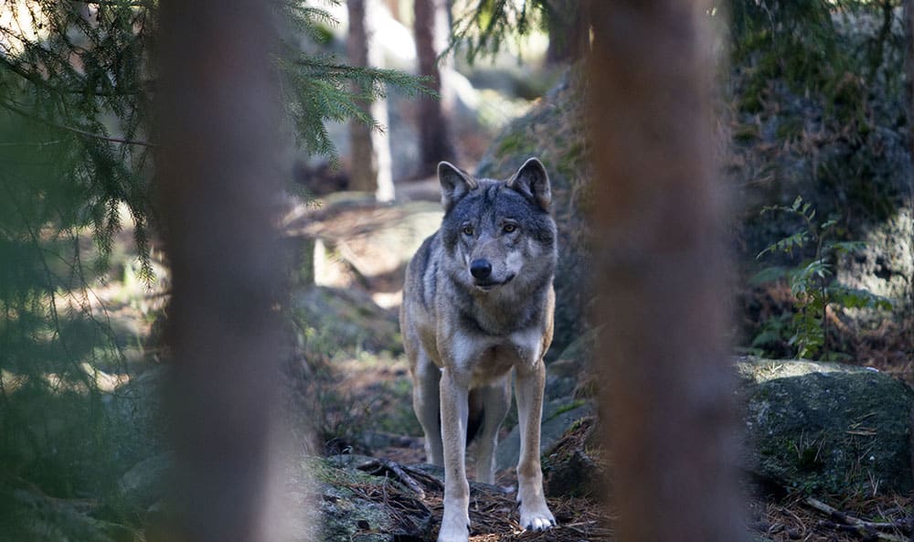 Sveriges televisions populära samhällsprogram Veckans brott tar på tisdagkvällen upp den illegala jakten på varg och svårigheterna att komma till rätta med sådan brottslighet. Foto: Olle Olsson