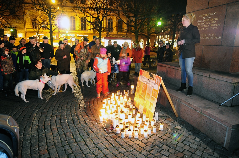 Cirka 200 personer hade i onsdags kväll sökt sig till torget i Karlstad för att visa sitt stöd för de hundägare som fått sina hundar dödade av vargen. Foto: Boo Westlund