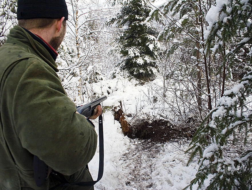 Företrädare för Svenska grythundklubben säger att det vore förödande om grytjakt förbjuds. Foto: Olle Olsson