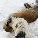 Jan Ericson (M) anser att det finns risker för hundarna i samband med grytjakt. Foto: Olle Olsson