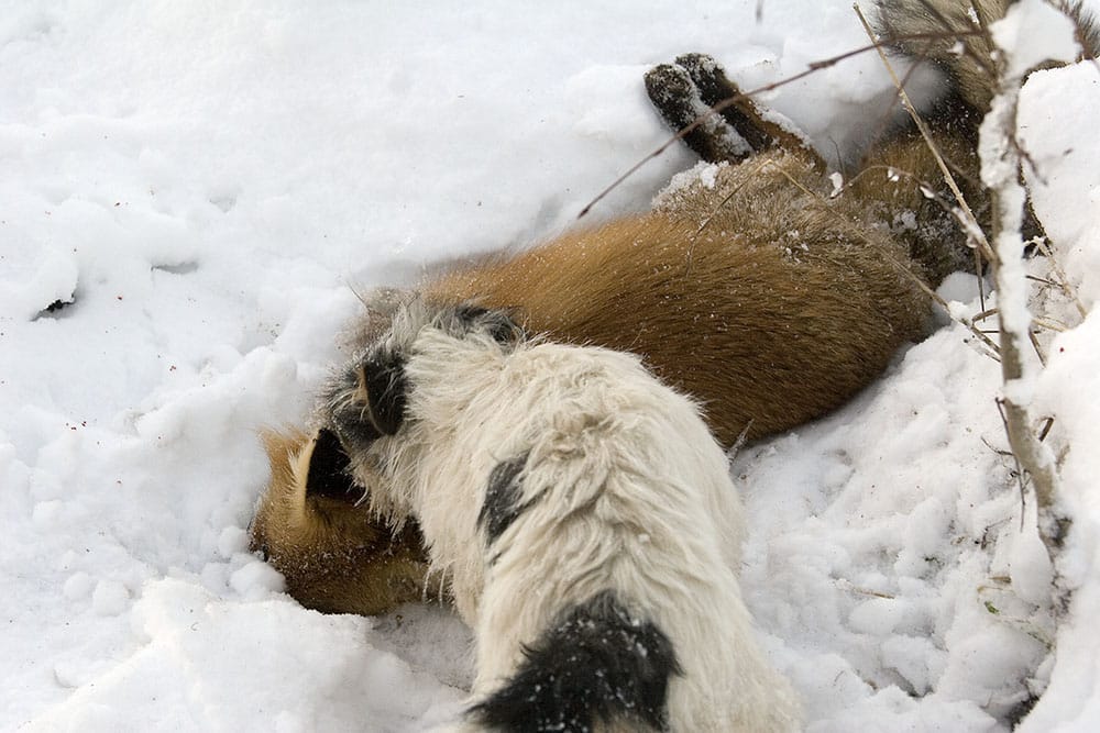 Jan Ericson (M) anser att det finns risker för hundarna i samband med grytjakt. Foto: Olle Olsson