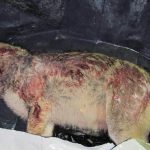 En av de tre skjutna vargarna. Nu ska domstolen avgöra om det är varg eller hybrid. Foto: Privat