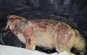 En av de tre skjutna vargarna. Nu ska domstolen avgöra om det är varg eller hybrid. Foto: Privat