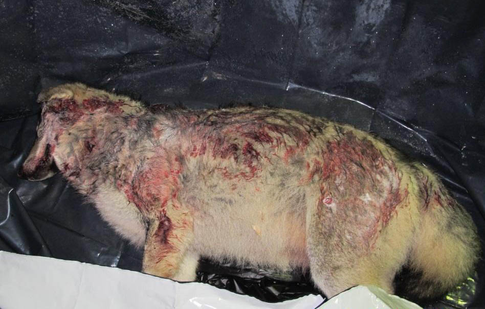 En av de tre skjutna vargarna. Nu ska domstolen avgöra om det är varg eller hybrid. Foto: Privat