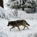 I Västmanland bedömer länsstyrelsen att utrymmet för vargjakt är för litet. Foto: Olle Olsson