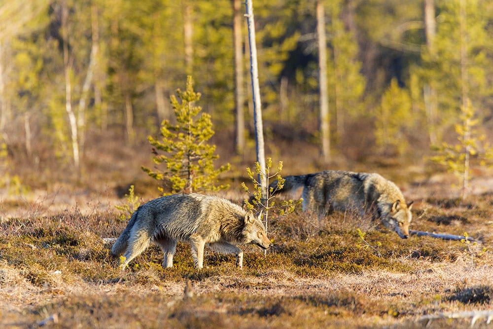 Länsstyrelsen i Örebro har gett tillstånd till jakt på tolv vargar. Jakten ska bedrivas i två revir med syfte att dessa ska bort, och antalet vargar som får fällas kan komma att utökas. Foto: Kjell-Erik Moseid