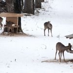Jägareförbundet anser inte att rätten att utfodra vilt behöver regleras mer än den redan gör genom dagens lagstiftning. Foto: Jan Henricson
