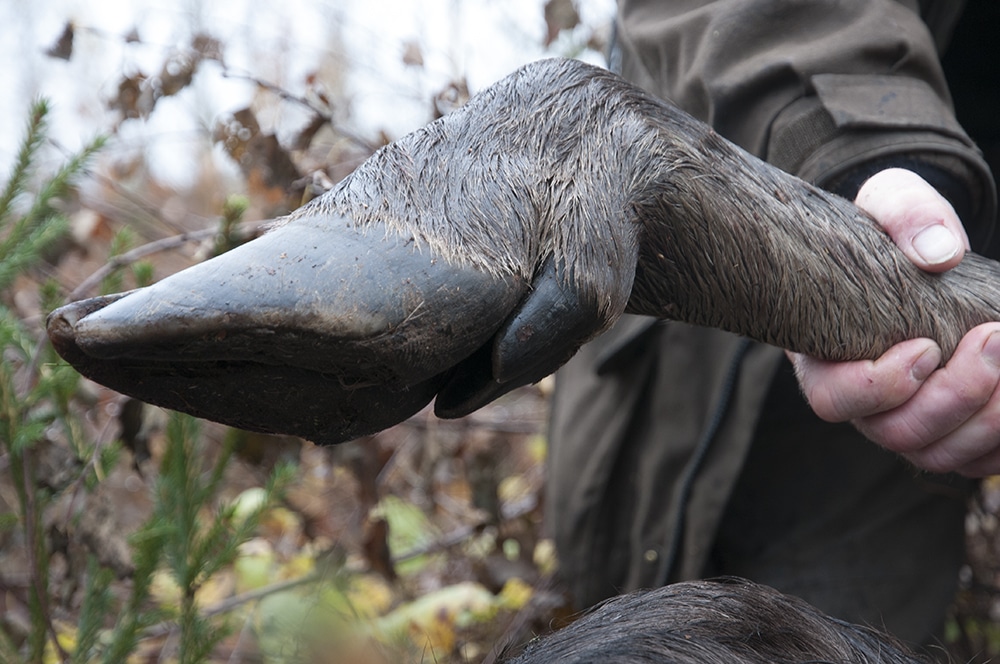 Länsstyrelsens fällavgifter på vuxen älg sänks i Gävleborg till nästa jaktår. Foto: Jan Henricson