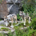 Enligt länsstyrelsen i Västra Götaland innehåller Kroppefjällreviret med stor sannolikhet ett föräldrapar med valpar. Nu rekommenderar viltförvaltningsdelegationen att reviret tas bort. Foto: Olle Olsson