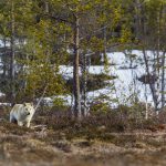 Länsstyrelsen är osäker på antalet vargar i ett revir. Därför dröjer jaktbeslutet i Dalarna, uppger Mats Larsson i viltförvaltningsdelegationen. Foto: Kjell-Erik Moseid