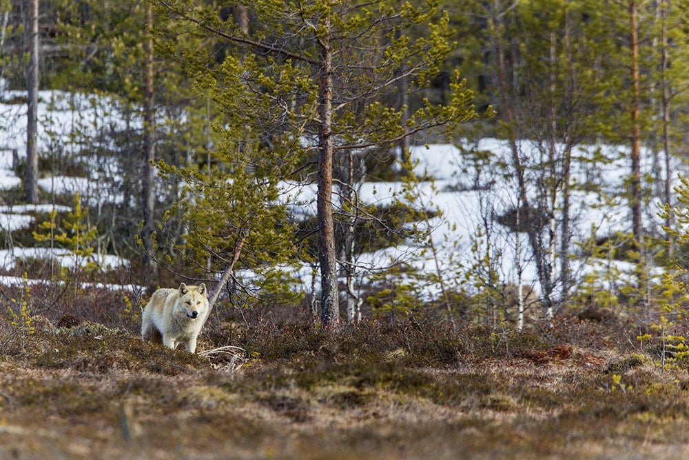 Länsstyrelsen är osäker på antalet vargar i ett revir. Därför dröjer jaktbeslutet i Dalarna, uppger Mats Larsson i viltförvaltningsdelegationen. Foto: Kjell-Erik Moseid