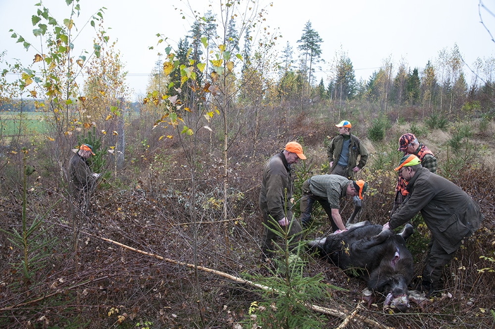 Jägarna behöver en ny myndighet som kan koncentrera sig på viltförvaltning och viltvård, anser Alliansen och SD. Foto: Jan Henricson