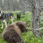 Licensjakt på björn kan från och med nästa år beslutas av länsstyrelserna i en lång rad län, enligt Naturvårdsverkets regionaliserade förvaltning av björnstammen. Foto: Olle Olsson