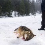 Det blir jakt i två områden i Dalarna: Idre och väster om Ludvika. Foto: Kjell-Erik Moseid