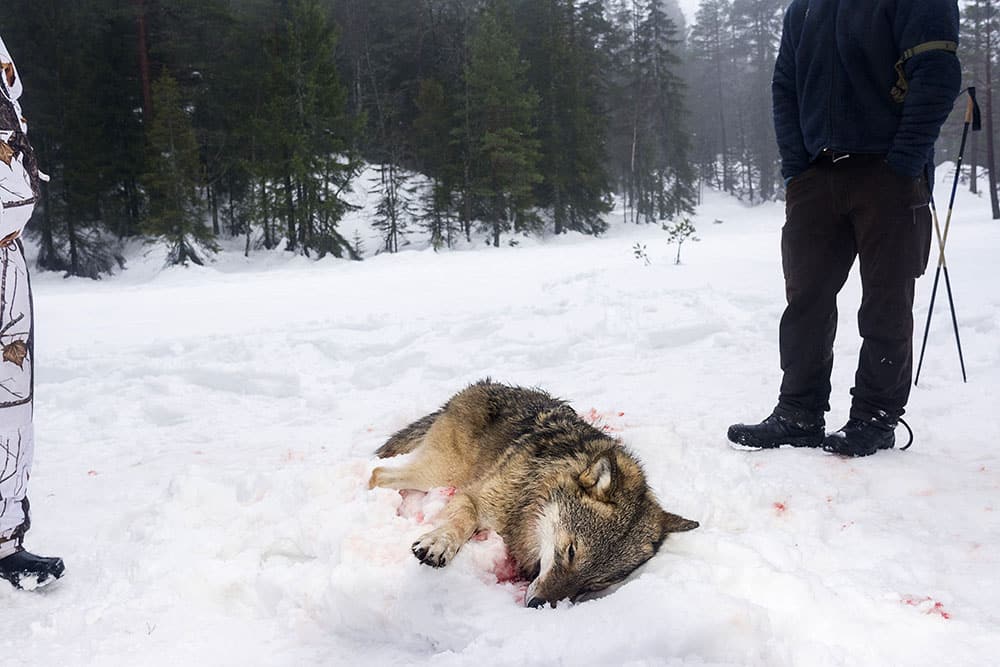 Det blir jakt i två områden i Dalarna: Idre och väster om Ludvika. Foto: Kjell-Erik Moseid
