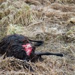 Antalet vargdödade får ökar mycket kraftigt i Värmland. Foto: Olle Olsson