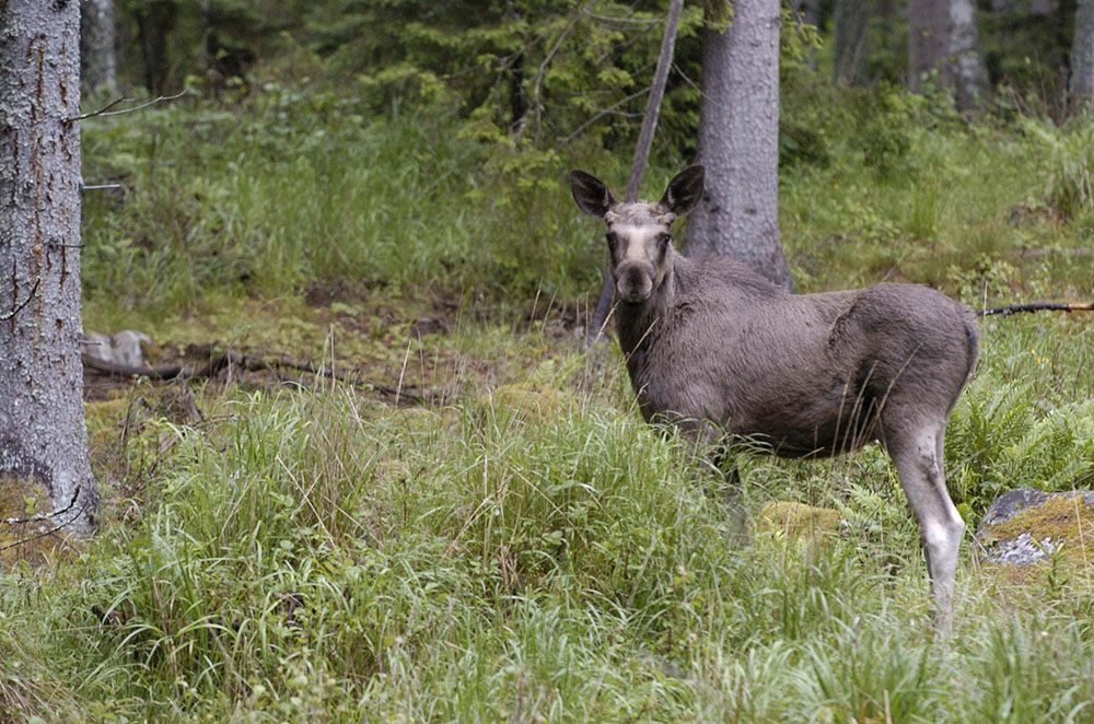 Skogens konung älgen ska återta Danmark efter tusentals års frånvaro. Foto: Jan Henricson