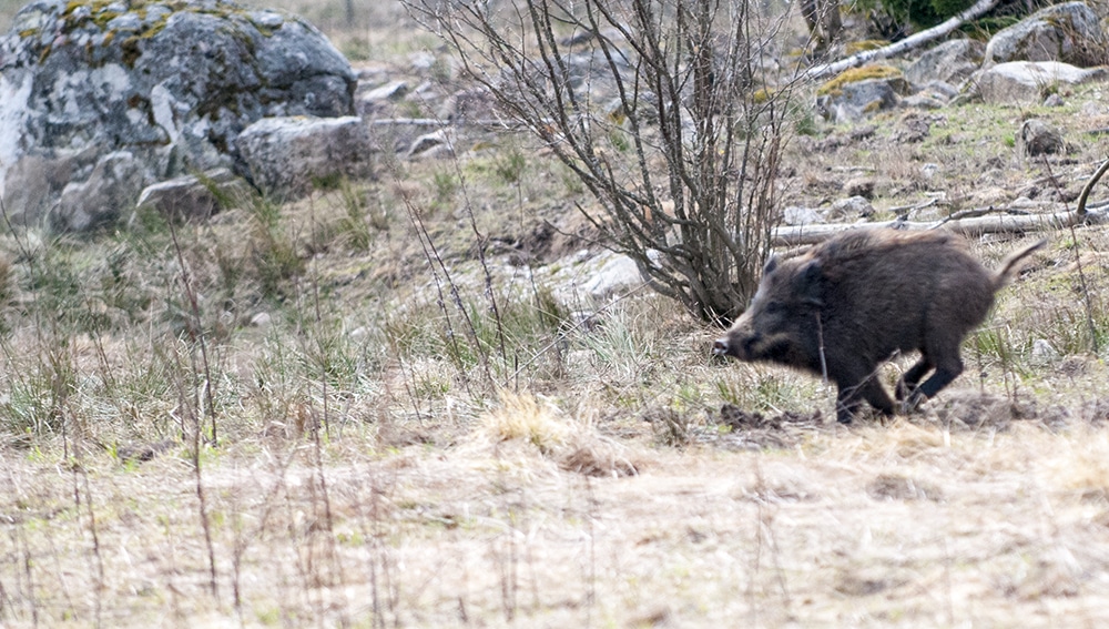 Bärare av klimatsmart kött och läcker julskinka. Foto: Jan Henricson