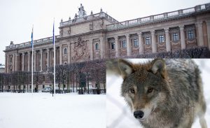 Forskaren Guillaume Chapron, SLU, anser att den förra regeringen ”lekt” med hans forskningsresultat i politiska syften.