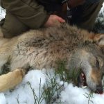 Andra vargen som fälldes i Värmland. vargen fälldes på fredagen i Gårdsjöreviret. Foto: Lennart Johannesson