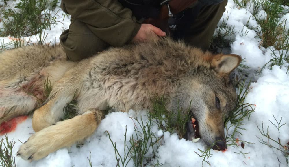 Andra vargen som fälldes i Värmland. vargen fälldes på fredagen i Gårdsjöreviret. Foto: Lennart Johannesson