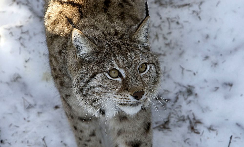 Skyddsjakt på tre renrivande lodjur i västra Jämtland riskerar inte länets mål för arten. Arkivbild: Olle Olsson