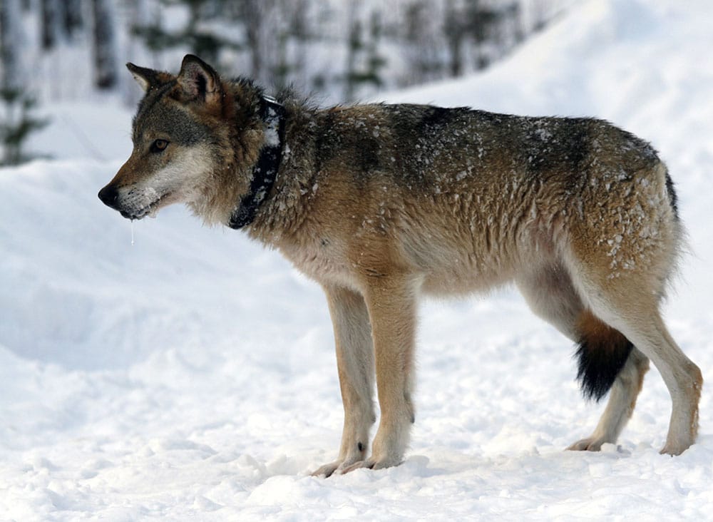 Det blir ingen skyddsjakt på vargtiken i reviret Prästskogen/Haverö i Ljusdals kommun. Naturvårdsverkets beslut går inte att överklaga. (Bilden föreställer inte den aktuella vargtiken utan är tagen i ett annat sammanhang). Foto:Olle Olsson