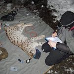 En ung lodjurshane förses med sändarhalsband. Lon fångades i söndags i västra delen av Jönköpings län. Foto: Jesper Einarsson