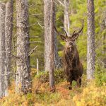 Kronviltet ägnas uppmärksamhet under en av de seminariedagar som Jägareförbundet Syd arrangerar under våren. Då deltar kronviltexperten Anders Jarnemo. Foto: Kjell-Erik Moseid