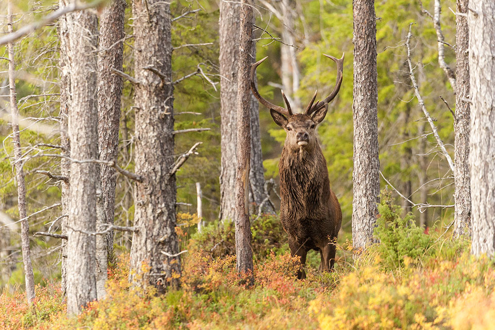 Kronviltet ägnas uppmärksamhet under en av de seminariedagar som Jägareförbundet Syd arrangerar under våren. Då deltar kronviltexperten Anders Jarnemo. Foto: Kjell-Erik Moseid