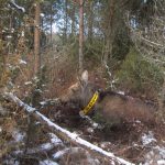 Under den gångna helgen har forskarna märkt älgkor på Öland för att kunna fortsätta undersöka den höga dödligheten hos kalvarna, bland annat. Foto: Alina Evans, Högskolen i Hedmark