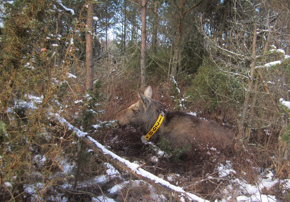 Under den gångna helgen har forskarna märkt älgkor på Öland för att kunna fortsätta undersöka den höga dödligheten hos kalvarna, bland annat. Foto: Alina Evans, Högskolen i Hedmark