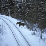När sly inte röjs bort längs järnvägarna ökar risken för viltolyckor med spårbunden trafik. Längs sträckan mellan Falun och Borlänge har antalet älgar som dödats ökat dramatiskt sedan spårområdet trädsäkrades. Bilden är från en annan plats. Foto: Göran Ekström