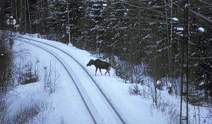 När sly inte röjs bort längs järnvägarna ökar risken för viltolyckor med spårbunden trafik. Längs sträckan mellan Falun och Borlänge har antalet älgar som dödats ökat dramatiskt sedan spårområdet trädsäkrades. Bilden är från en annan plats. Foto: Göran Ekström