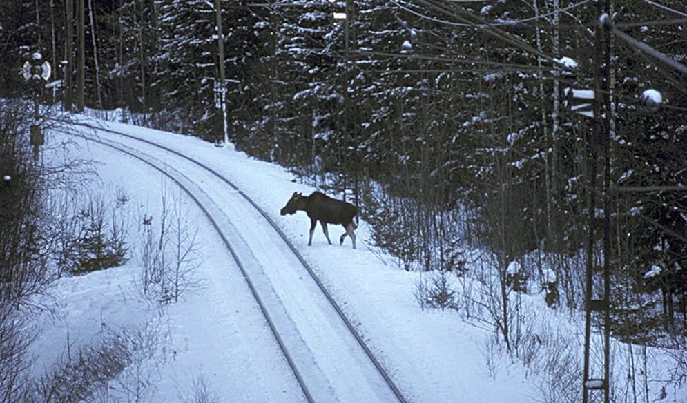 När sly inte röjs bort längs järnvägarna ökar risken för viltolyckor med spårbunden trafik. Längs sträckan mellan Falun och Borlänge har antalet älgar som dödats ökat dramatiskt sedan spårområdet trädsäkrades. Bilden är från en annan plats. Foto: Göran Ekström