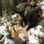 Den första vargen som fälldes i Värmlands Gårdsjörevir. Foto: Lennart Johannesson