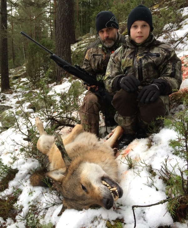 Den första vargen som fälldes i Värmlands Gårdsjörevir. Foto: Lennart Johannesson