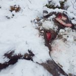 Älgkon var utmärglad och i mycket dålig kondition, vilket gjorde det möjligt för lodjuret att döda det stora bytet. Foto: Tommy Berglund