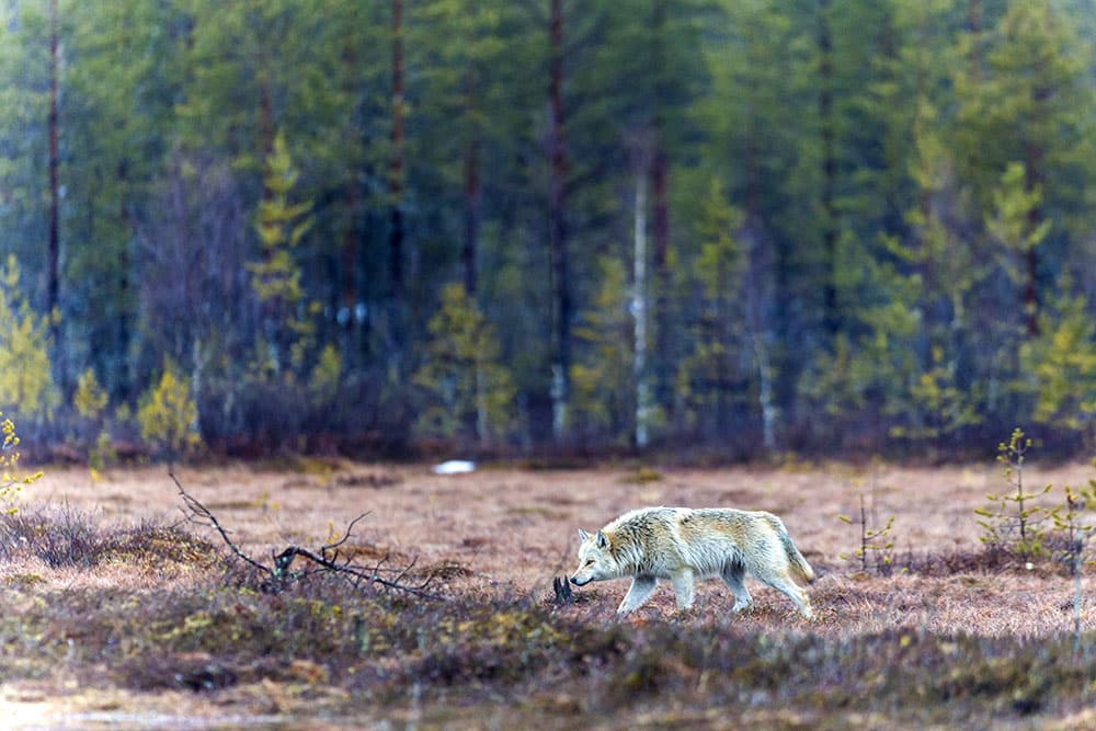 Finsk varg fotograferad i Viiksimo, Kuhmo, nära den ryska gränsen. Foto: Kjell-Erik Moseid